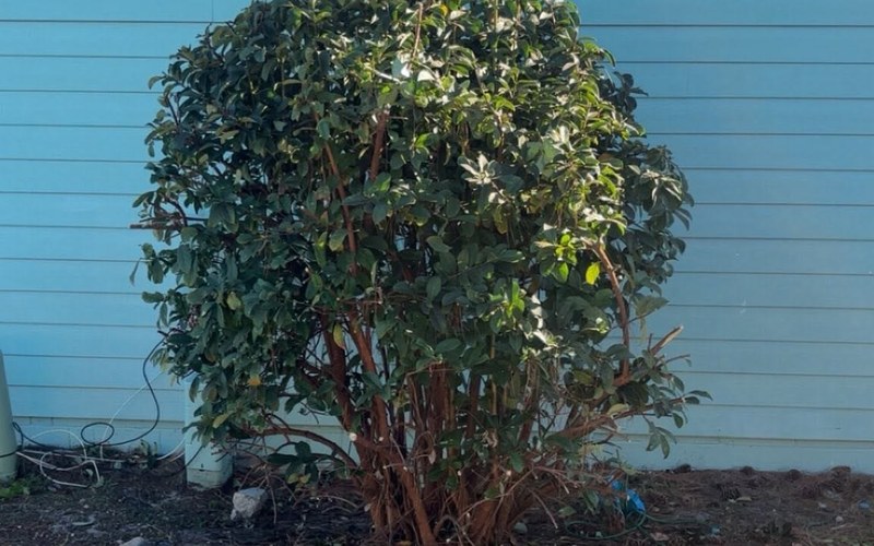 Shaped shrub after Luke's trimming Panama City Beach FL