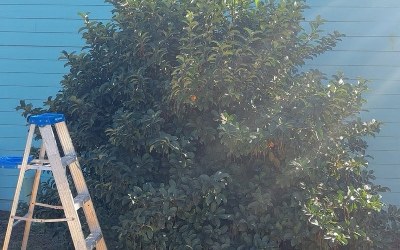 Overgrown shrub before trimming Panama City Beach FL